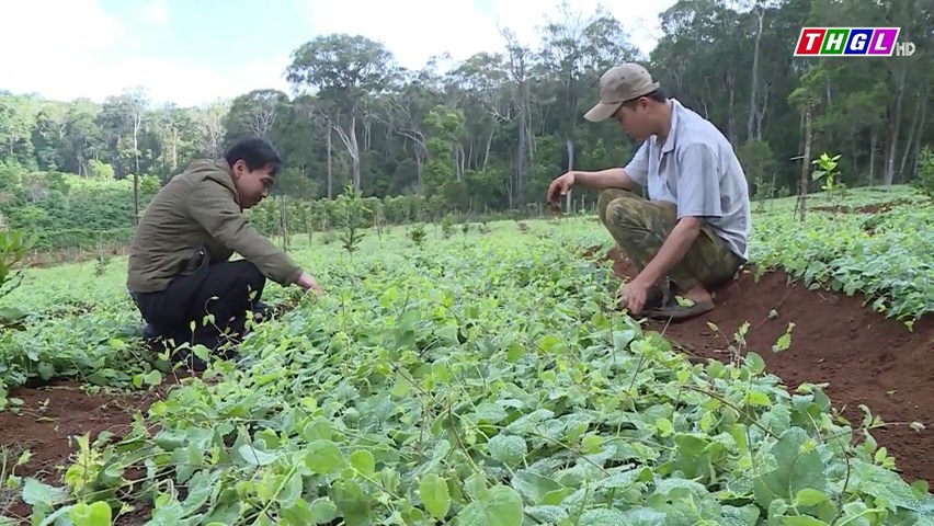 Huyện Kbang có diện tích cây trồng sẽ được chuyển đổi sang trồng dược liệu nhiều nhất tỉnh Gia Lai
