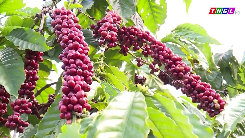 Nhãn hiệu “Buon Ma Thuot Coffee” đã được 32 quốc gia bảo hộ