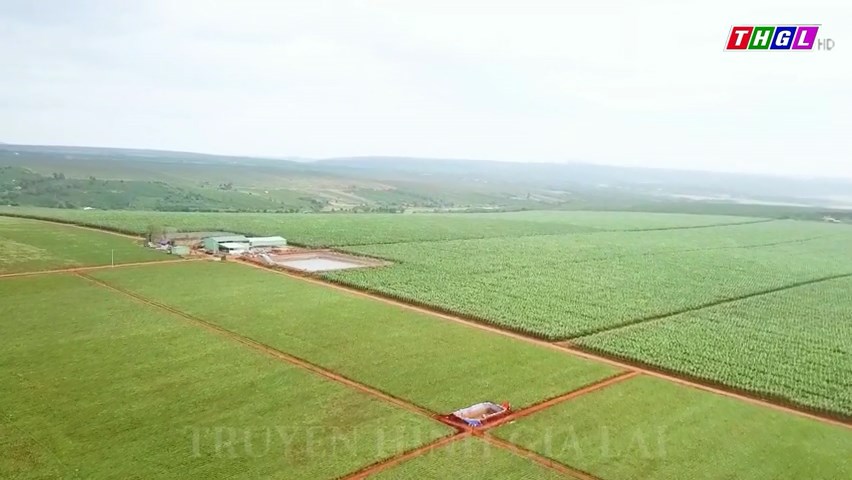 Tỉnh Gia Lai có 479 cây ăn quả được công nhận là cây đầu dòng