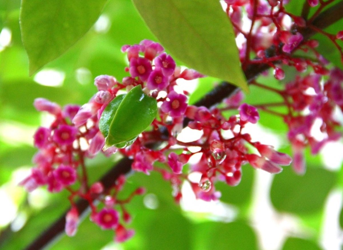 5 loại hoa quen thuộc trong vườn là “vựa thuốc quý”