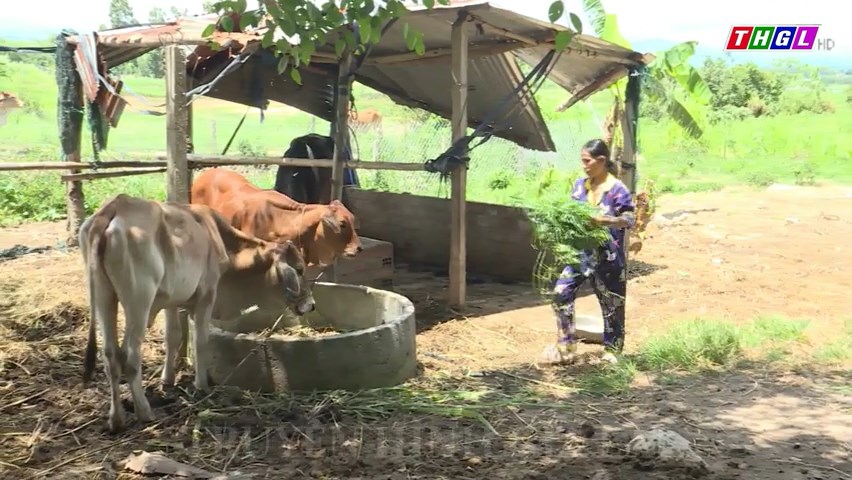 Phường An Phước, thị xã An Khê hỗ trợ sinh kế cho hộ nghèo và hộ cận nghèo từ nguồn vốn của Chương trình MTQG giảm nghèo bền vững 2023