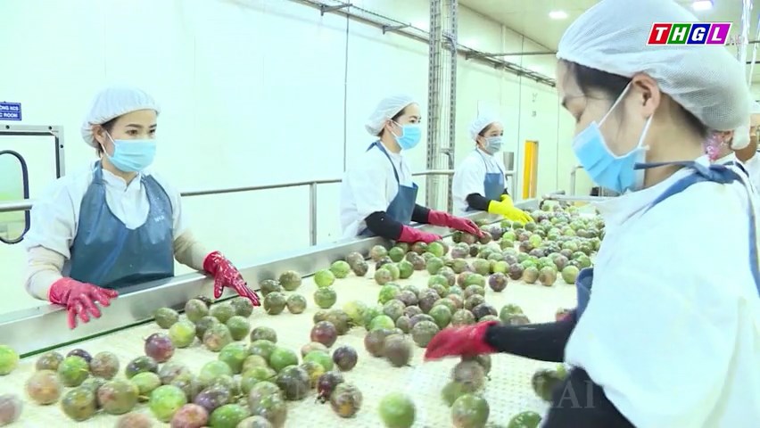 Chanh dây xuất khẩu châu Âu vẫn giữ ổn định giá bán trên 30 ngàn đồng/kg