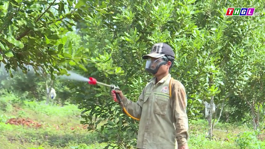 Huyện Kbang hiện có 2.800 ha cây mắc ca