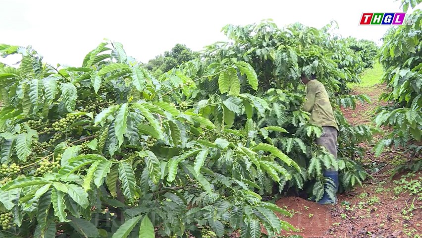 Mang Yang phấn đấu nâng cao năng suất và chất lượng cây cà phê