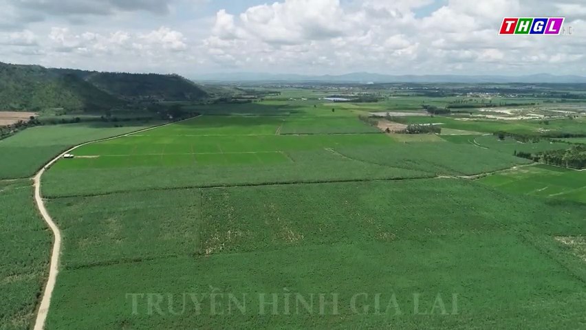 Diện tích mía vùng nguyên liệu Đông Nam tỉnh Gia Lai tiếp tục tăng nhanh