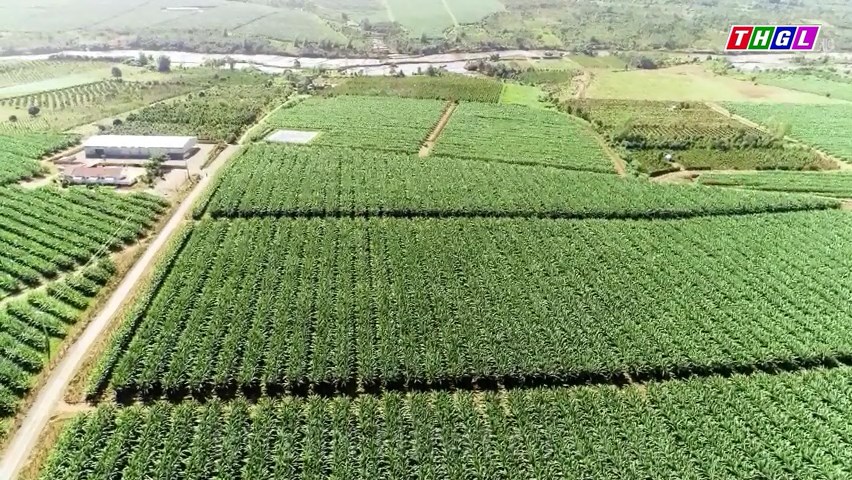 Gia Lai – Diện tích cây ăn quả tăng nhanh