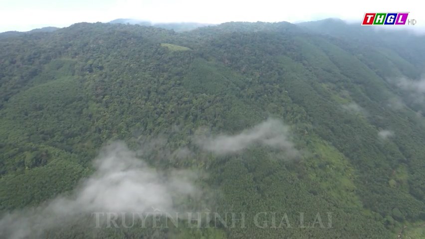 Gia Lai: Tiến độ trồng rừng đạt thấp