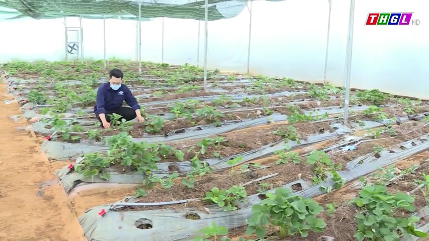 Gia Lai chú trọng nâng cao tỷ lệ cán bộ quản lý hợp tác xã được đào tạo