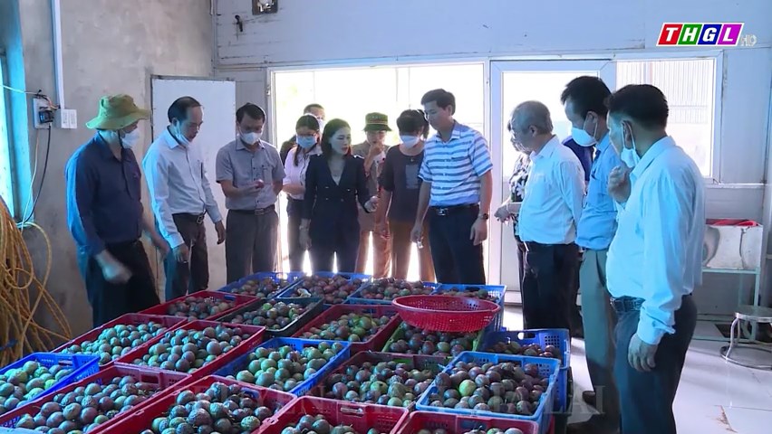 Gia Lai hiện có 28 hợp tác xã nông nghiệp do phụ nữ quản lý giữ chức vụ Chủ tịch Hội đồng Quản trị