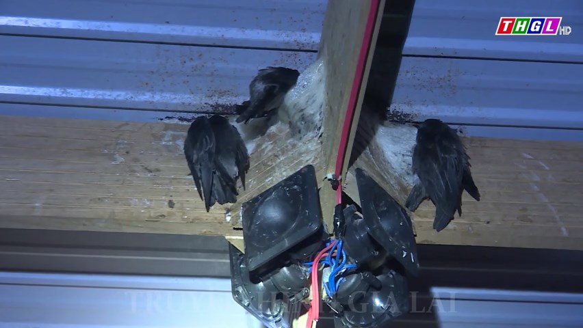 Gia Lai hiện có hơn 1.300 nhà nuôi chim yến