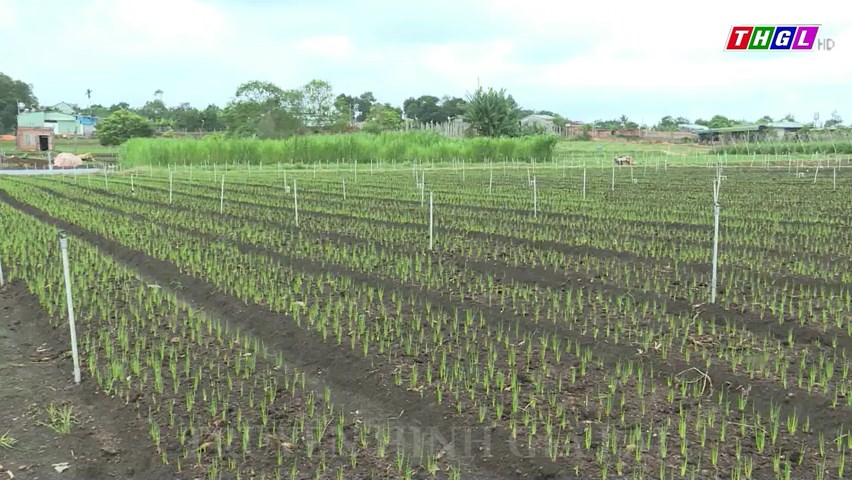 Gia Lai triển khai Đề án Hỗ trợ HTX do phụ nữ tham gia quản lý