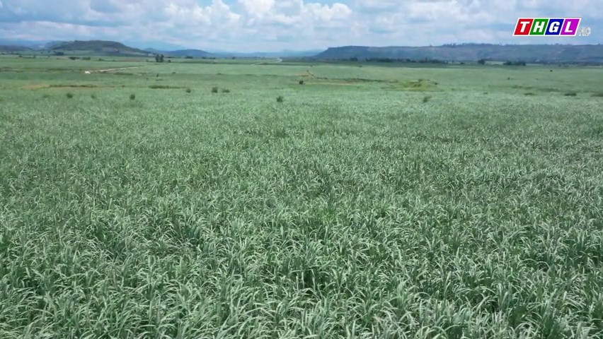 Giá trị sản xuất nông nghiệp của huyện Kbang tăng 1,14 lần