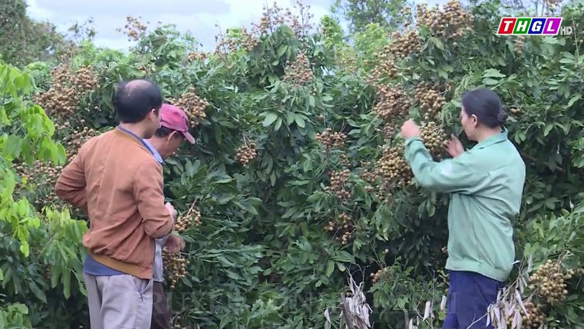 Huyện Chư Sê: Tổng diện tích cây trồng thực hành sản xuất theo tiêu chuẩn hơn 1.700 ha