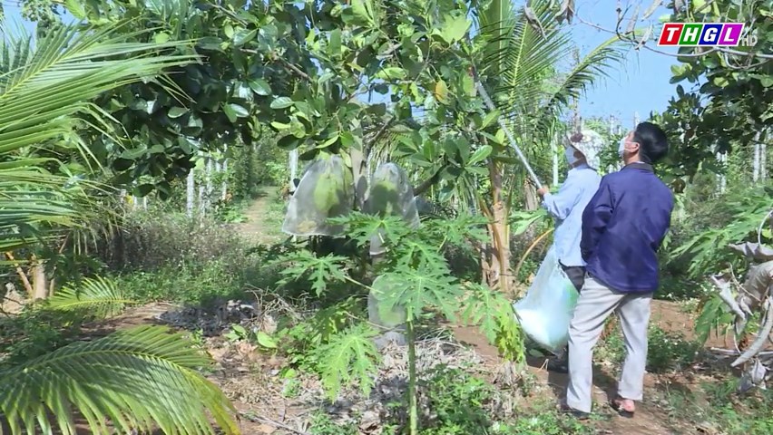 Huyện Chư Sê chuyển đổi gần 317 ha cây trồng kém hiệu quả sang cây trồng khác