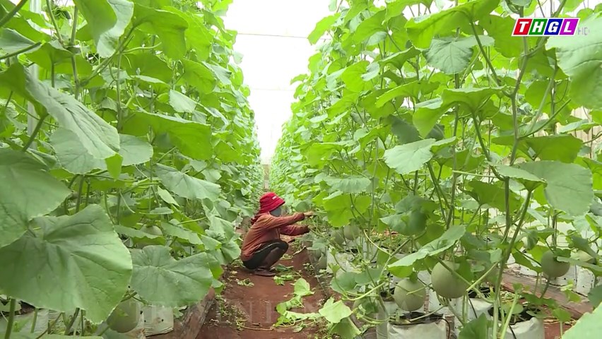 Huyện Chư Sê có trên 1.500 ha cây trồng ứng dụng công nghệ cao trong sản xuất