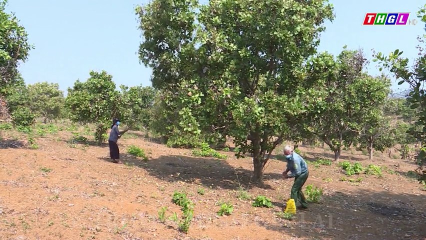 Huyện Đức Cơ triển khai Dự án hỗ trợ liên kết sản xuất và tiêu thụ sản phẩm cây điều theo chuỗi giá trị