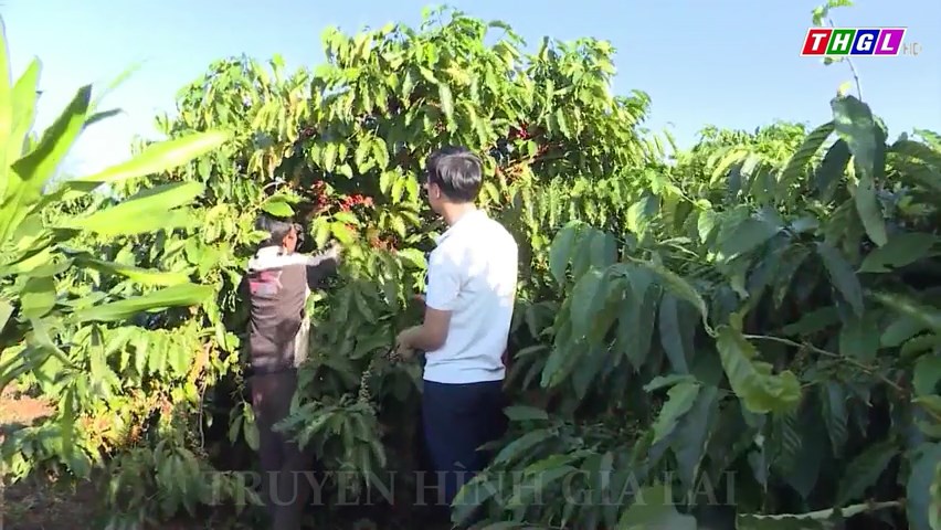 Kế hoạch Triển khai thực hiện Đề án thí điểm xây dựng vùng nguyên liệu nông-lâm sản đạt chuẩn phục vụ tiêu thụ trong nước và xuất khẩu