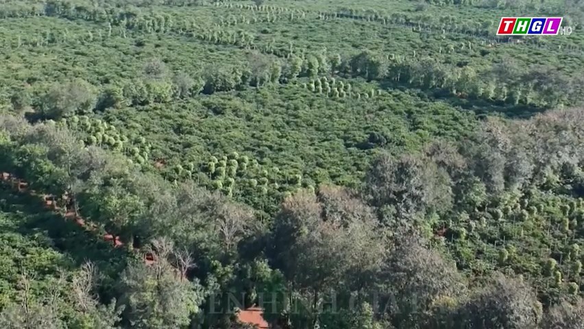 Trên 800 ha cây cà phê và cây ăn quả của huyện Chư Păh được lắp đặt hệ thống tưới nước tiết kiệm