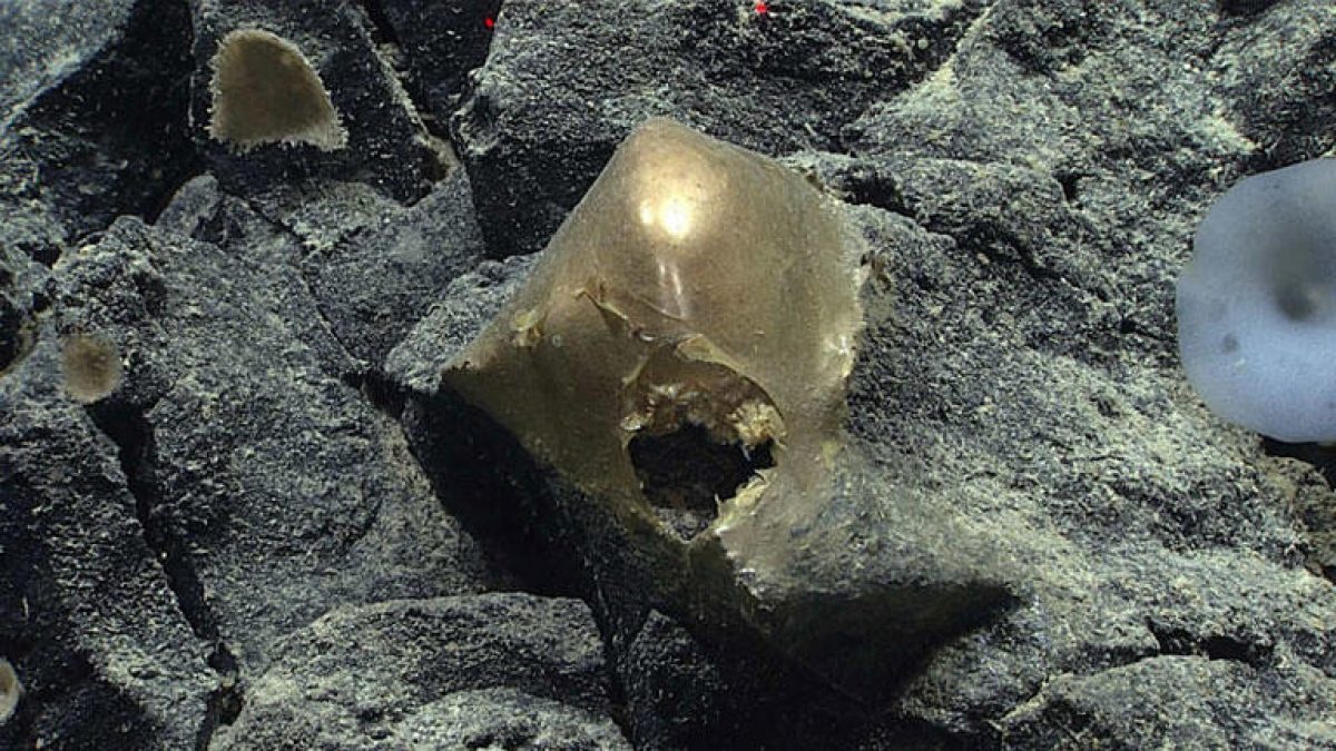 “Quả trứng vàng” bí ẩn được phát hiện dưới đáy biển làm đau đầu các nhà khoa học