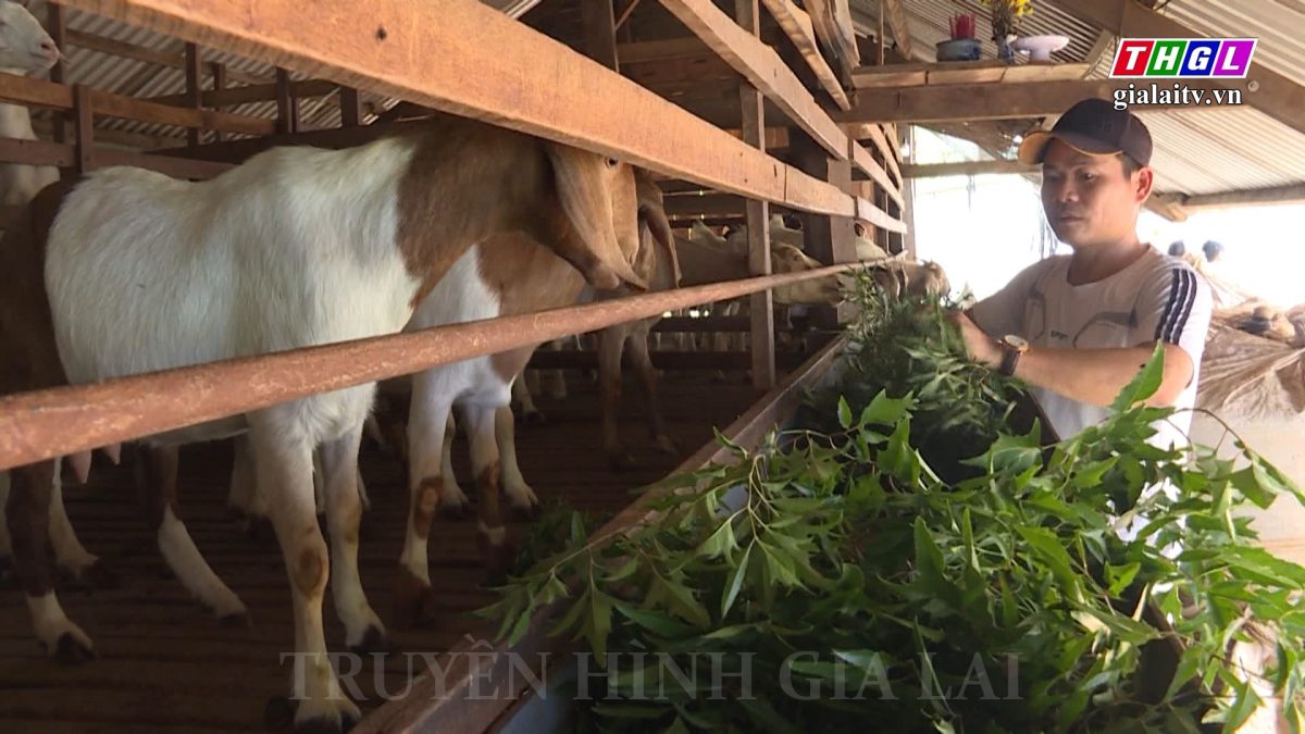 Chư Pưh thực hiện đa dạng sinh kế cho người dân