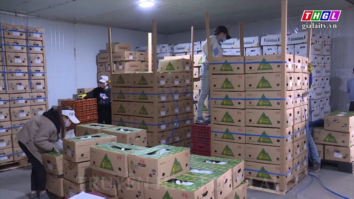 Gia Lai: Quản lý chặt mã số vùng trồng nông sản xuất khẩu