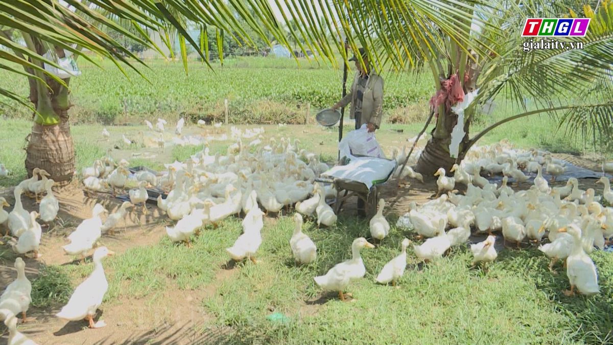 Khát vọng làm giàu trên mảnh đất quê hương