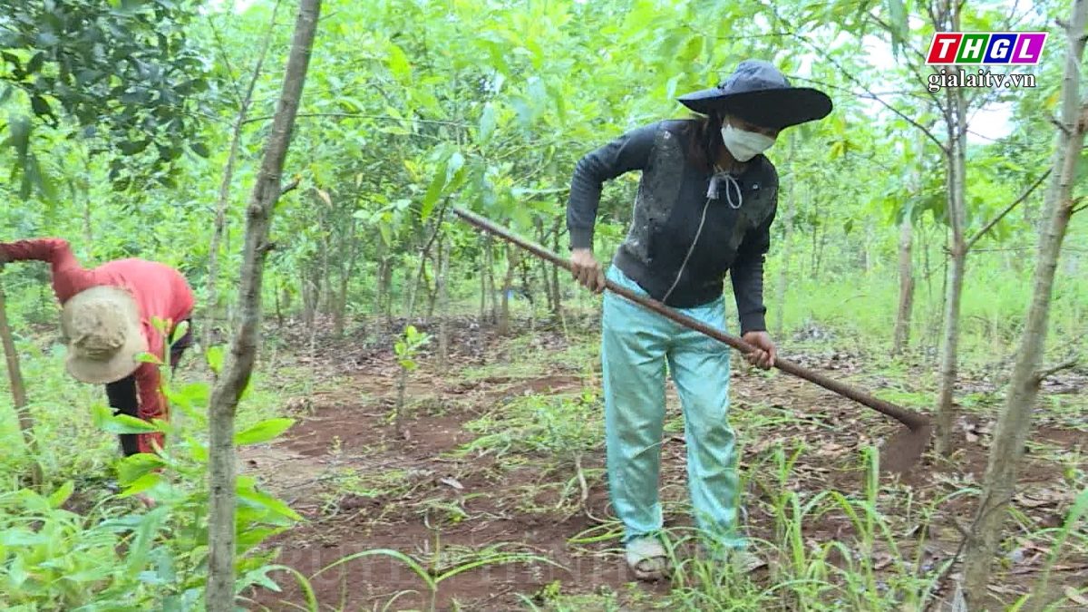 Nhân rộng mô hình trồng rừng để giảm nghèo ở xã Lơ Pang