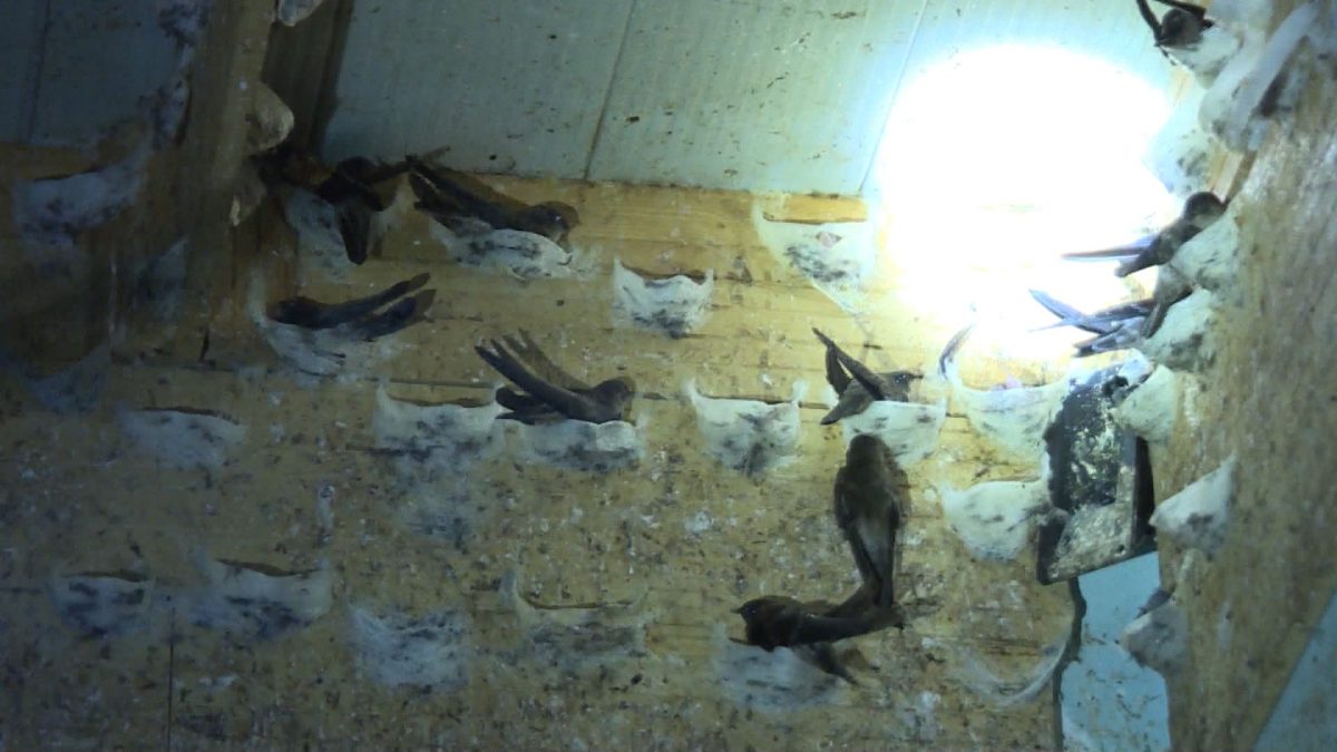 Thiếu cơ chế hỗ trợ ngành chăn nuôi chim yến phát triển