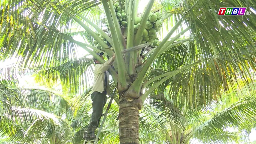 Trồng dừa xiêm miền Tây trên đất An Khê