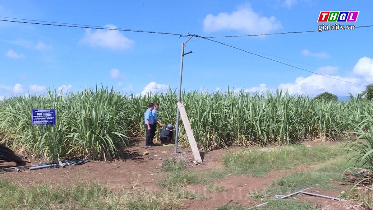 Triển vọng mô hình tưới tiết kiệm nước cho cây mía