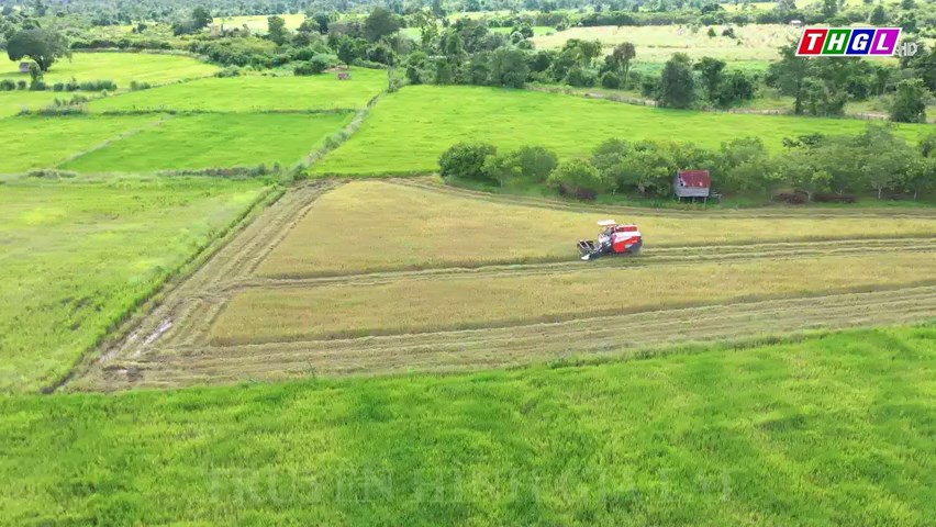 Mùa vàng trên vùng đất Ia Mơr