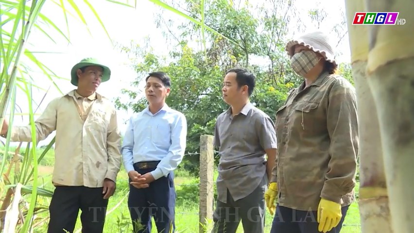 Thoát nghèo từ trồng mía liên kết