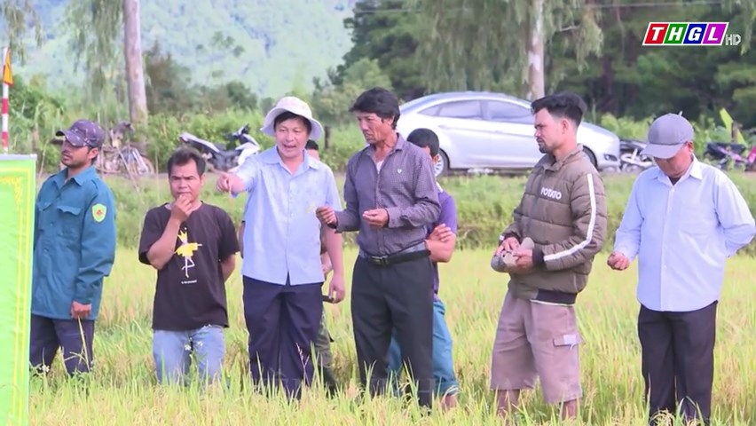 Chư Păh hội thảo đầu bờ đánh giá kết quả xây dựng cánh đồng lúa một giống chất lượng cao năm 2023