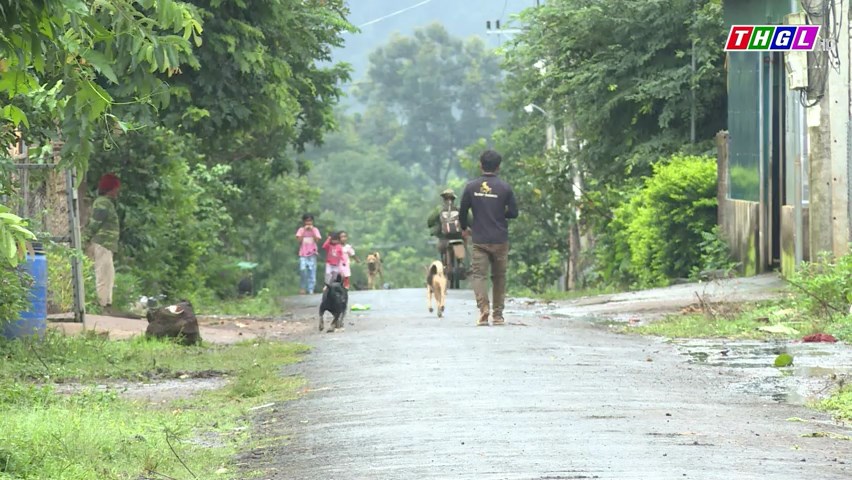 Gia Lai: 93% người dân nuôi chó, mèo thả rông