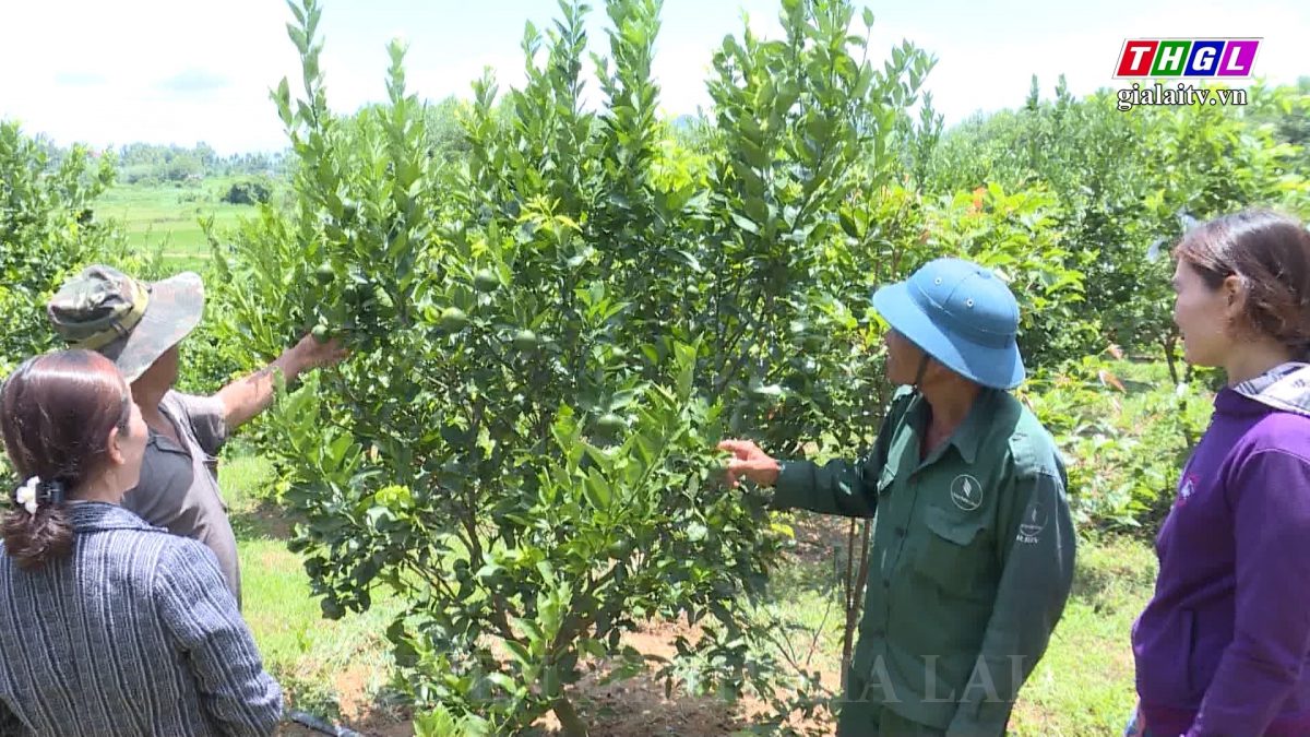 Hội Nông dân thị xã An Khê phát huy hiệu quả Quỹ Hỗ trợ nông dân