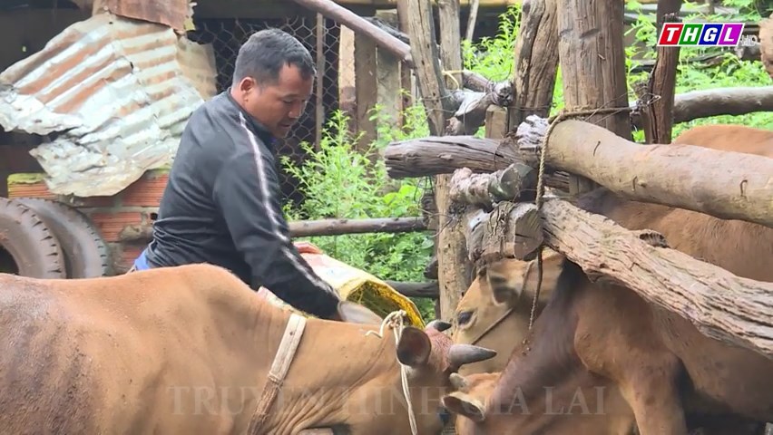 Chư Sê hỗ trợ bò giúp các hộ đồng bào dân tộc thiểu số thoát nghèo