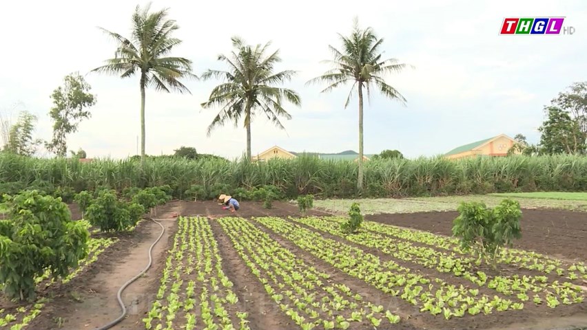 Gia Lai – Chuyển đổi hơn 2.600 ha cây trồng kém hiệu quả