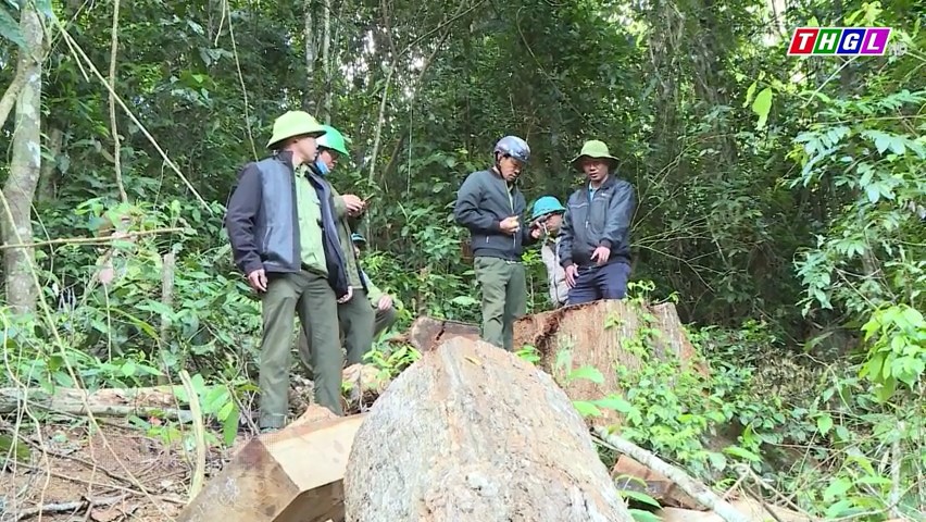 Gia Lai phát hiện, bắt giữ 166 vụ vi phạm Luật Lâm nghiệp