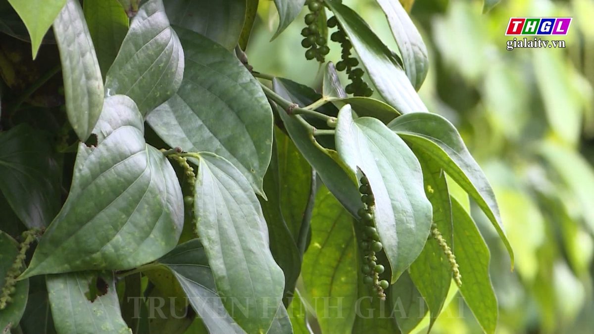 Huyện Chư Prông có 26 sản phẩm Ocop 3 sao cấp tỉnh