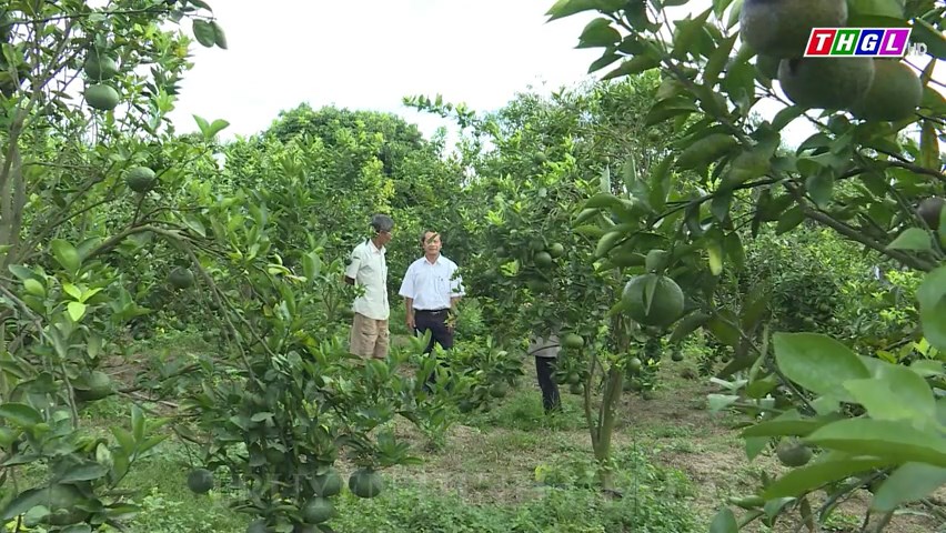 Thị xã An Khê thành lập10 mô hình nông hội