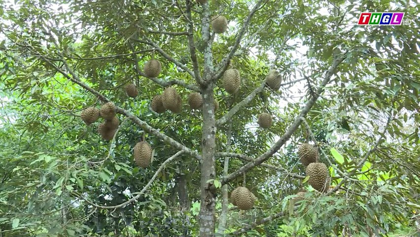 Tỉnh Gia Lai có 190 mã số vùng trồng