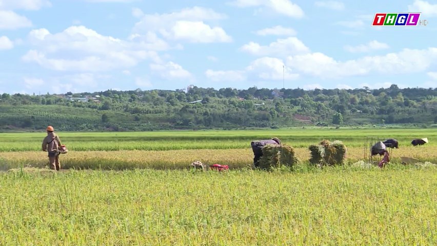 Tỷ lệ cơ giới hóa trong sản xuất nông nghiệp của Gia Lai còn thấp