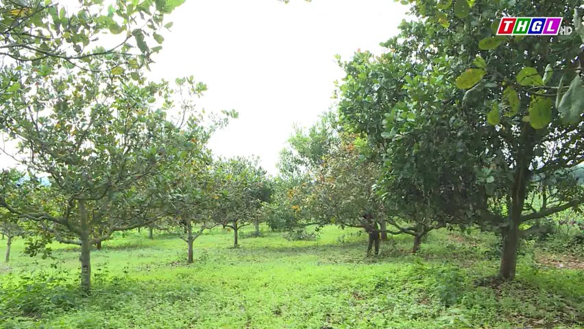 Phát triển cây điều trong vùng DTTS trên địa bàn huyện biên giới Đức Cơ