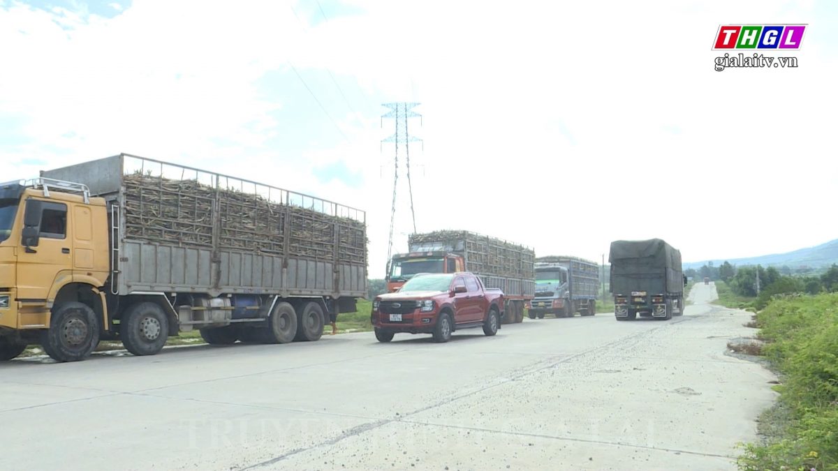 Gia Lai kiểm soát tải trọng ngay từ đầu vụ thu hoạch mía