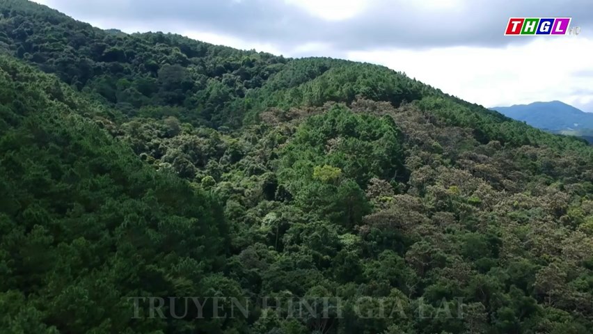 Mang Yang nỗ lực bảo vệ và phát triển rừng