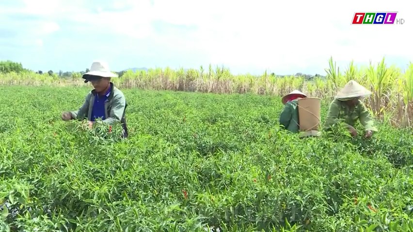 Đak Pơ triển khai thực hiện các dự án phát triển sản xuất gắn với tiêu thụ sản phẩm