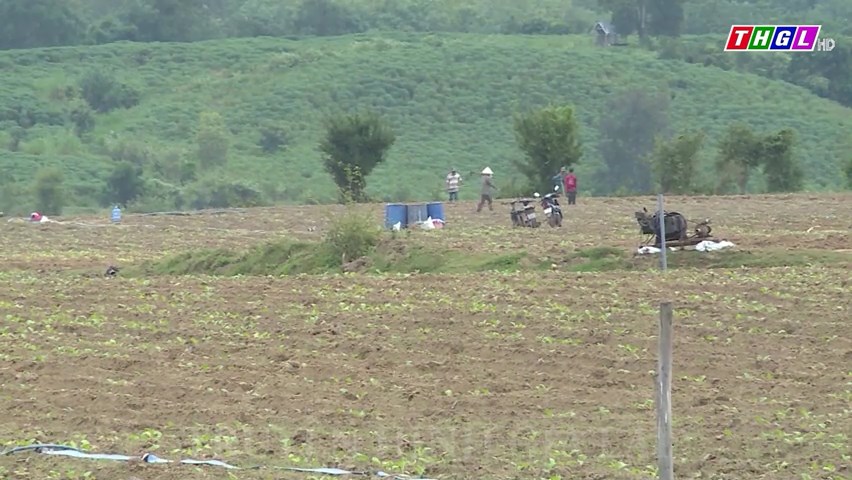 Gia Lai kiểm soát diện tích sâu bệnh hại trên cây trồng