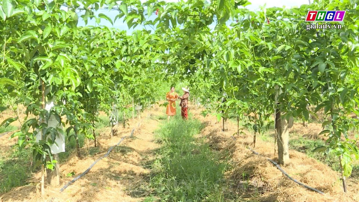 Gia Lai phấn đấu đến năm 2025, diện tích nhóm đất nông nghiệp sản xuất hữu cơ  đạt khoảng 1,5-2%