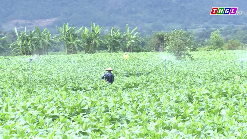 Huyện Krông Pa định hướng đến năm 2025: Phát triển ổn định 2.500 ha thuốc lá