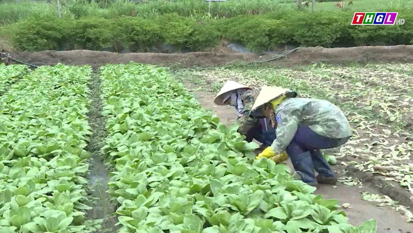 Gia Lai: Rau xanh tăng cả về diện tích, năng suất và sản lượng